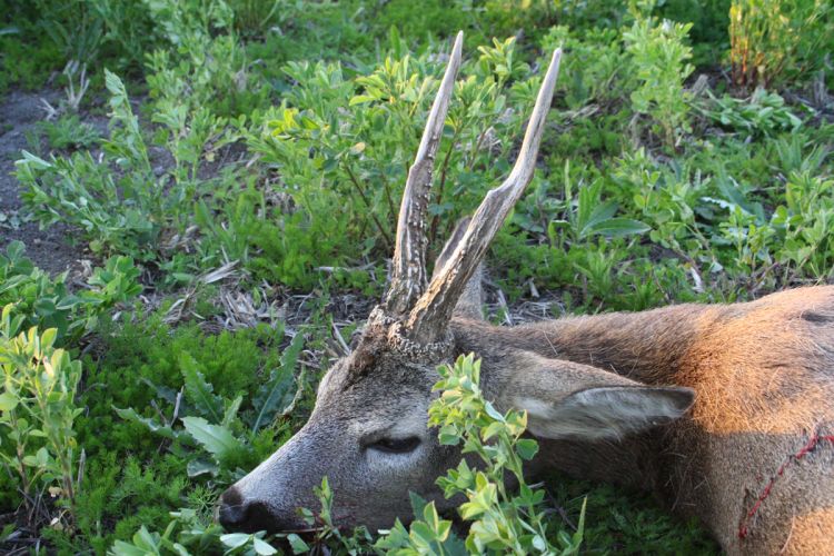 őzbak vadászat, Cigánd